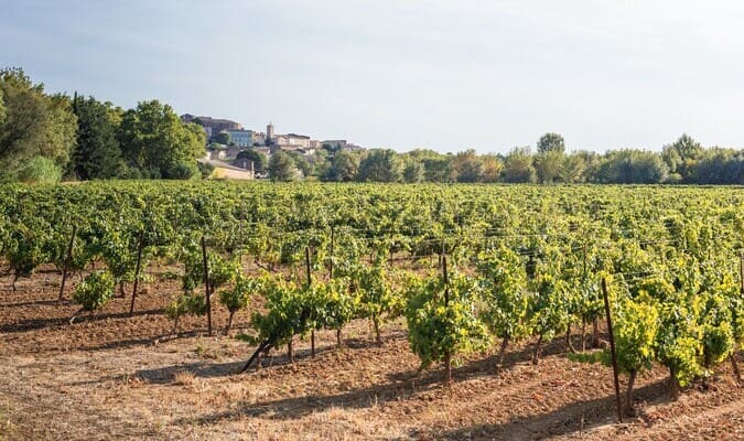 Vignoble du Languedoc